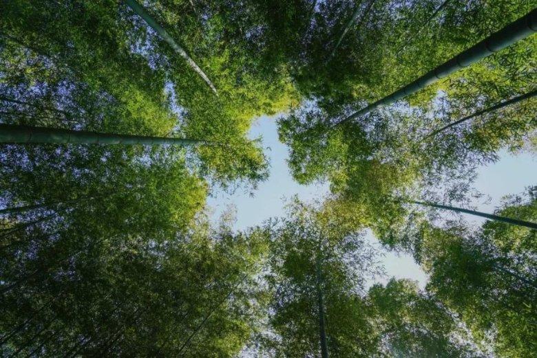 创作猫