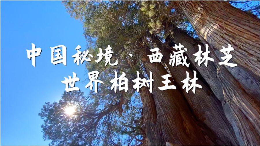 北汽男篮主场不敌浙江稠州金租队